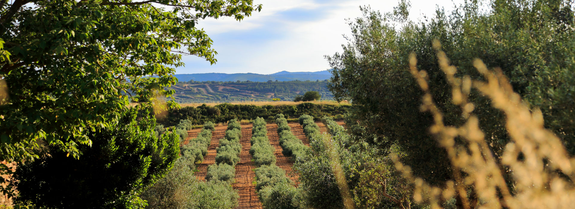 AGRICULTURE