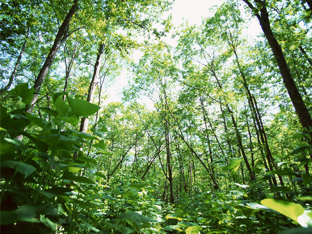 FOREST RESOURCE SURVEY