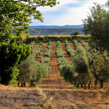AGRICULTURE