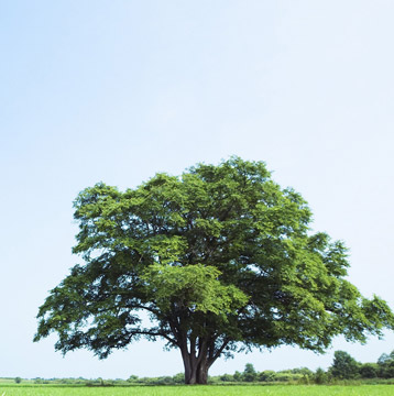 FORESTRY